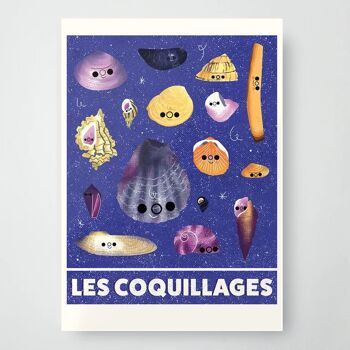 Collections : Coquillages 2
