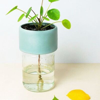 Plant Jar