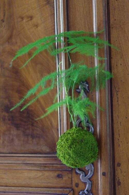 Kokedama Magnet Helmotz