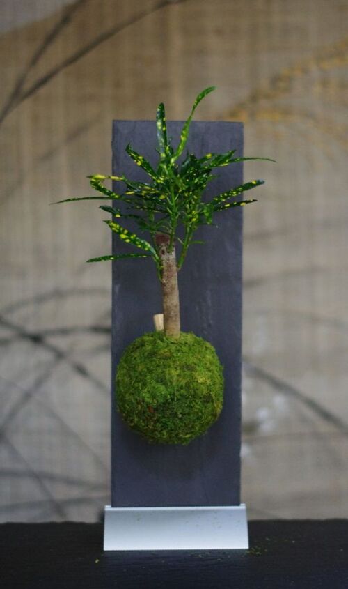 Kokedama Magnet Togariro