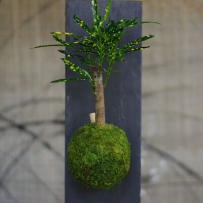 Imán Kokedama Togariro