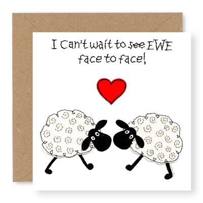 EWE 2 Schafe von Angesicht zu Angesicht
