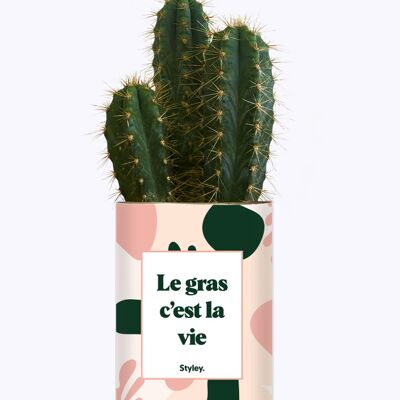 Cactus -  Le gras c'est la vie