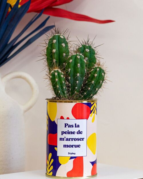 Cactus - Pas la peine de m'arroser Morue