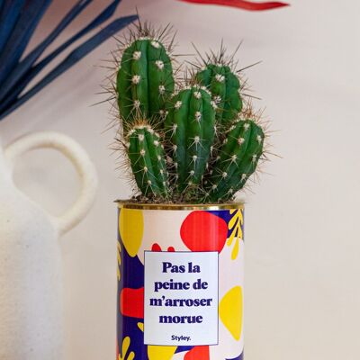 Cactus - Pas la peine de m'arroser Morue