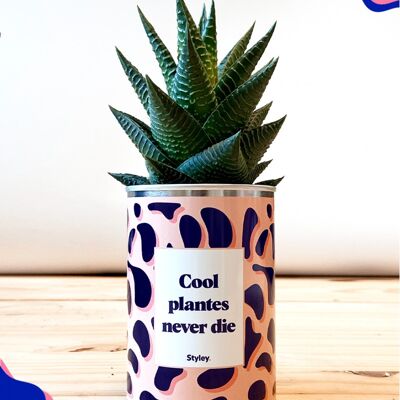 Cactus - Las plantas frescas nunca mueren
