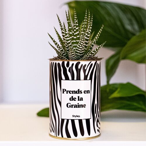 Cactus - Prends en de la Graine