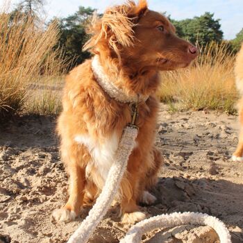 Laisse pour chien Teddy Light S 2