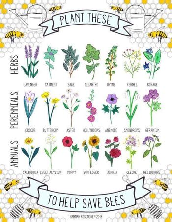 Graines de fleurs sauvages britanniques adaptées aux abeilles 2