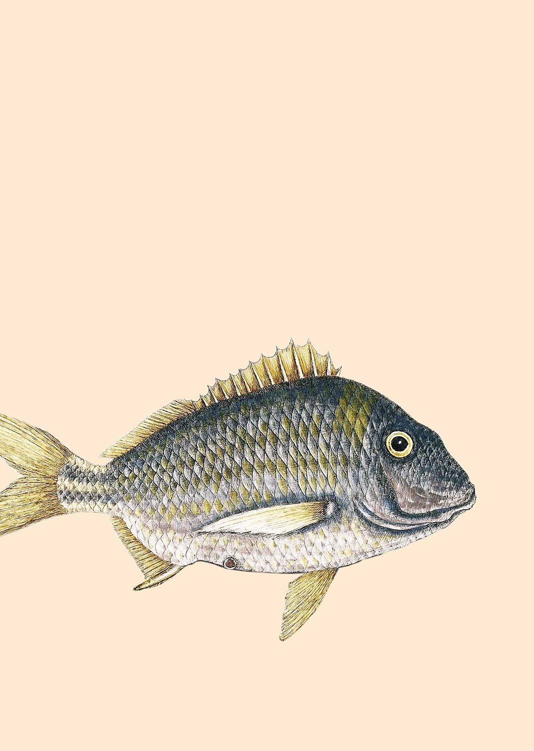 Stampa A3 Orso Grizzly