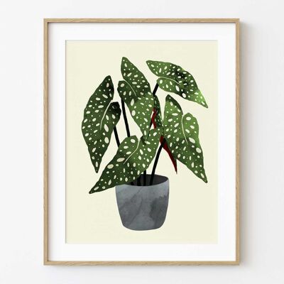 Begonia Maculata Kunstdruck - 21cm (B) x 30cm (H)