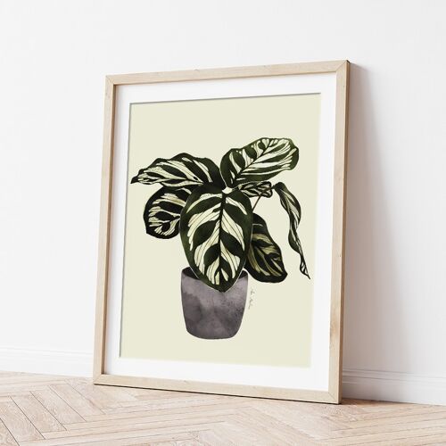 Lámina Artística Calathea - 30cm (w) x 40cm (h)