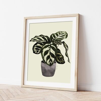 Stampa artistica Calathea - 30 cm (larghezza) x 40 cm (altezza)