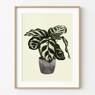 Stampa artistica Calathea - 21 cm (larghezza) x 30 cm (altezza)