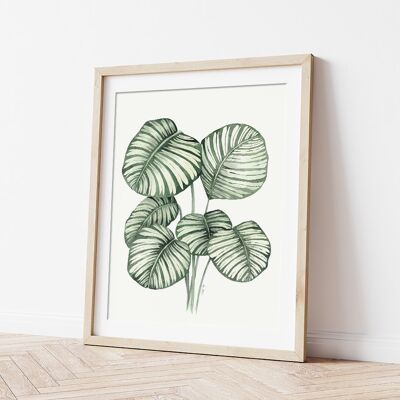 Lámina Artística Calathea Orbifolia - 30cm (w) x 40cm (h)