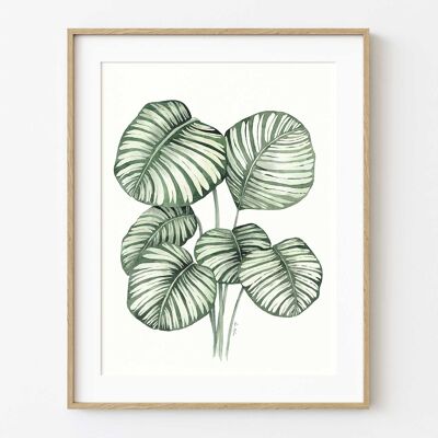 Calathea Orbifolia Art Print - 21cm (w) x 30cm (h)