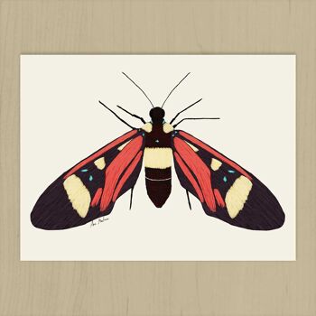 Impression d'art papillon - 21 cm (l) x 30 cm (h) 2