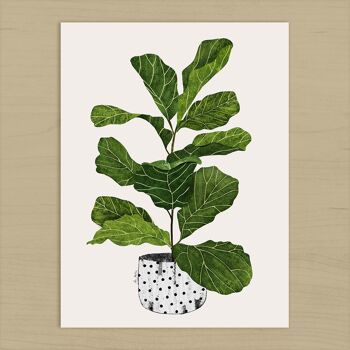 Impression d'art Ficus Lyrata - 21 cm (l) x 30 cm (h) 2