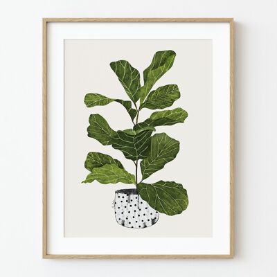 Stampa artistica Ficus Lyrata - 21 cm (larghezza) x 30 cm (altezza)
