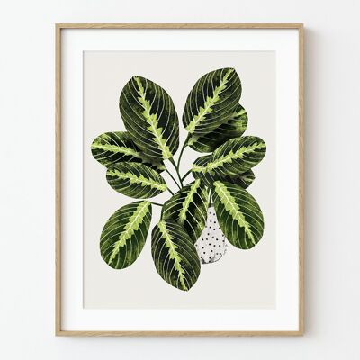 Stampa artistica Maranta - 30 cm (larghezza) x 40 cm (altezza)