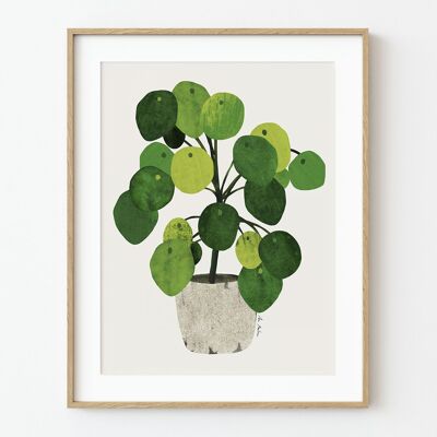 Pilea-Kunstdruck - 21cm (B) x 30cm (H)