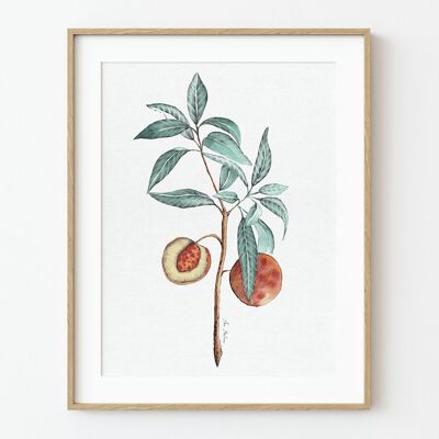 Peach Tree Branch Art Print - 30cm (w) x 40cm (h)