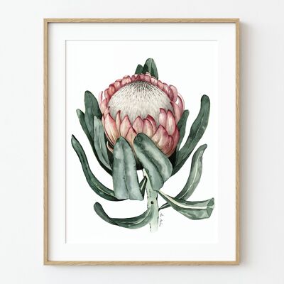 Prothea Flower Art Print - 30cm (w) x 40cm (h)