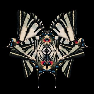 Butterfly Mirror Tropical - Plexiglas Schilderij - 60x60