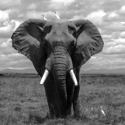 Elephant with birds - Fotografie op plexiglas - 60x60