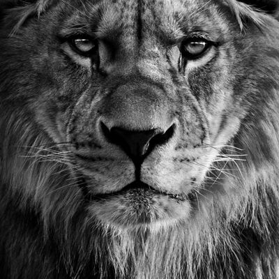 Lion close up - Fotografie op plexiglas - 80x120