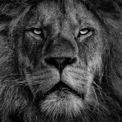 Lion black - Fotografie op plexiglas - 60x90