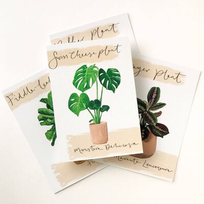 Monstera Zimmerpflanze Postkarte