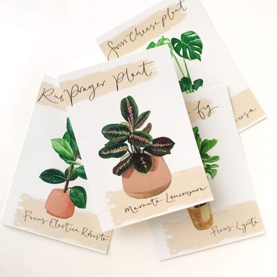 Maranta-Gebetspflanzen-Postkarte
