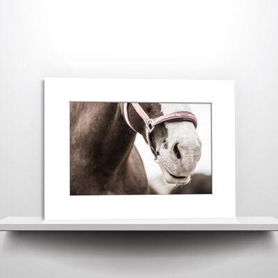Pferdelippe <br />| Fotografie im Passepartout für 40 x 30 cm Rahmen