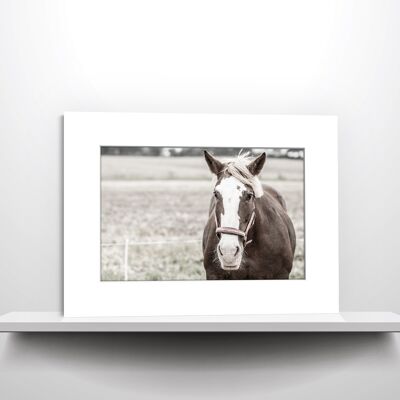 Pferd | Fotografie im Passepartout für 40 x 30 cm Rahmen
