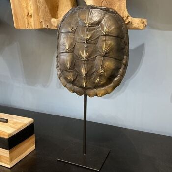 Carapace de tortue noire
  sur socle 20x10x40cm
 turtle 2
