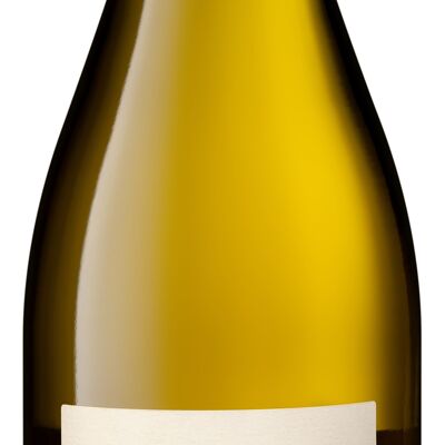 Buddy - Chardonnay 2024 - Vino bianco secco