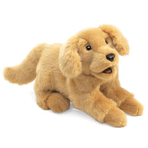 Golden retriever puppy 2862