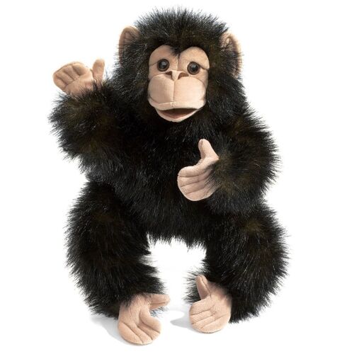 Baby chimpanzee 2877
