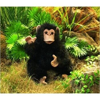 Bébé chimpanzé 2877 2