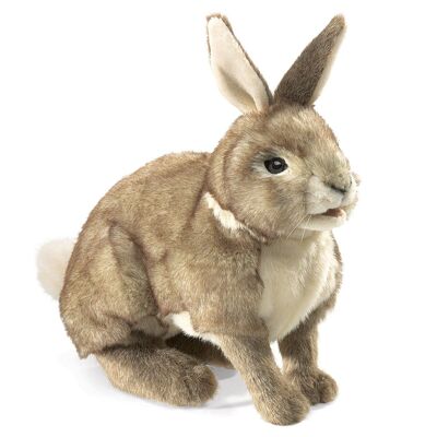 Conejo, rabo blanco 2891