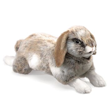 Lapin, Holland Lop 2892 1
