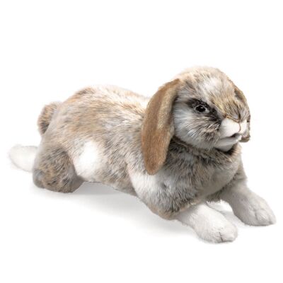 Rabbit, holland lop 2892