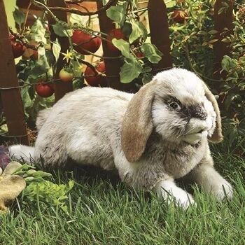 Lapin, Holland Lop 2892 2