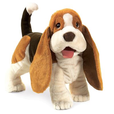 Basset hound 2919