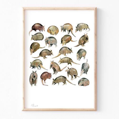 Armadillos - A3 illustration print