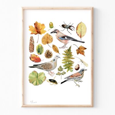 Autumn Assortment - A3 illustration print