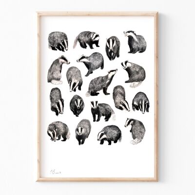 Badgers - A3 illustration print