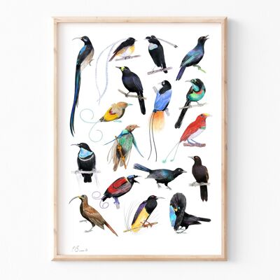 Uccelli del paradiso - stampa illustrazione A3