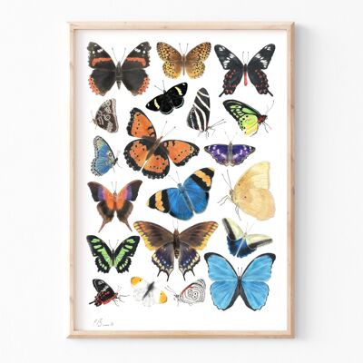 Papillons - impression d'illustration A3